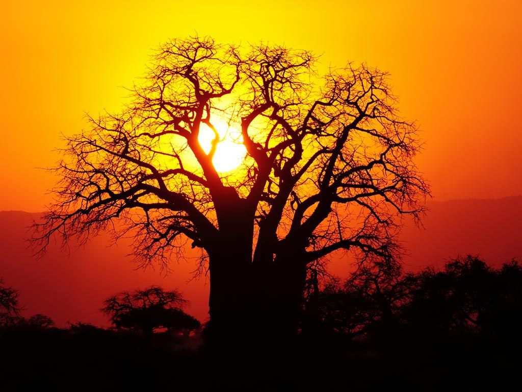 idesign nhung cay baobab dang chet 05