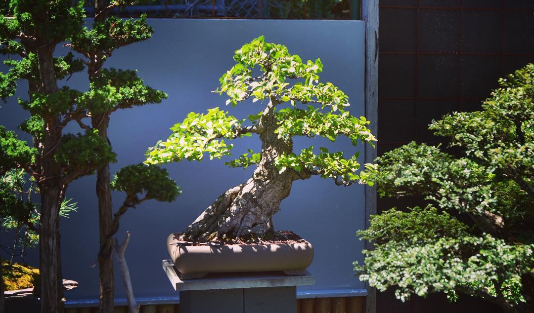 idesign nhom nghe si danh ca doi de trong cay bonsai 6