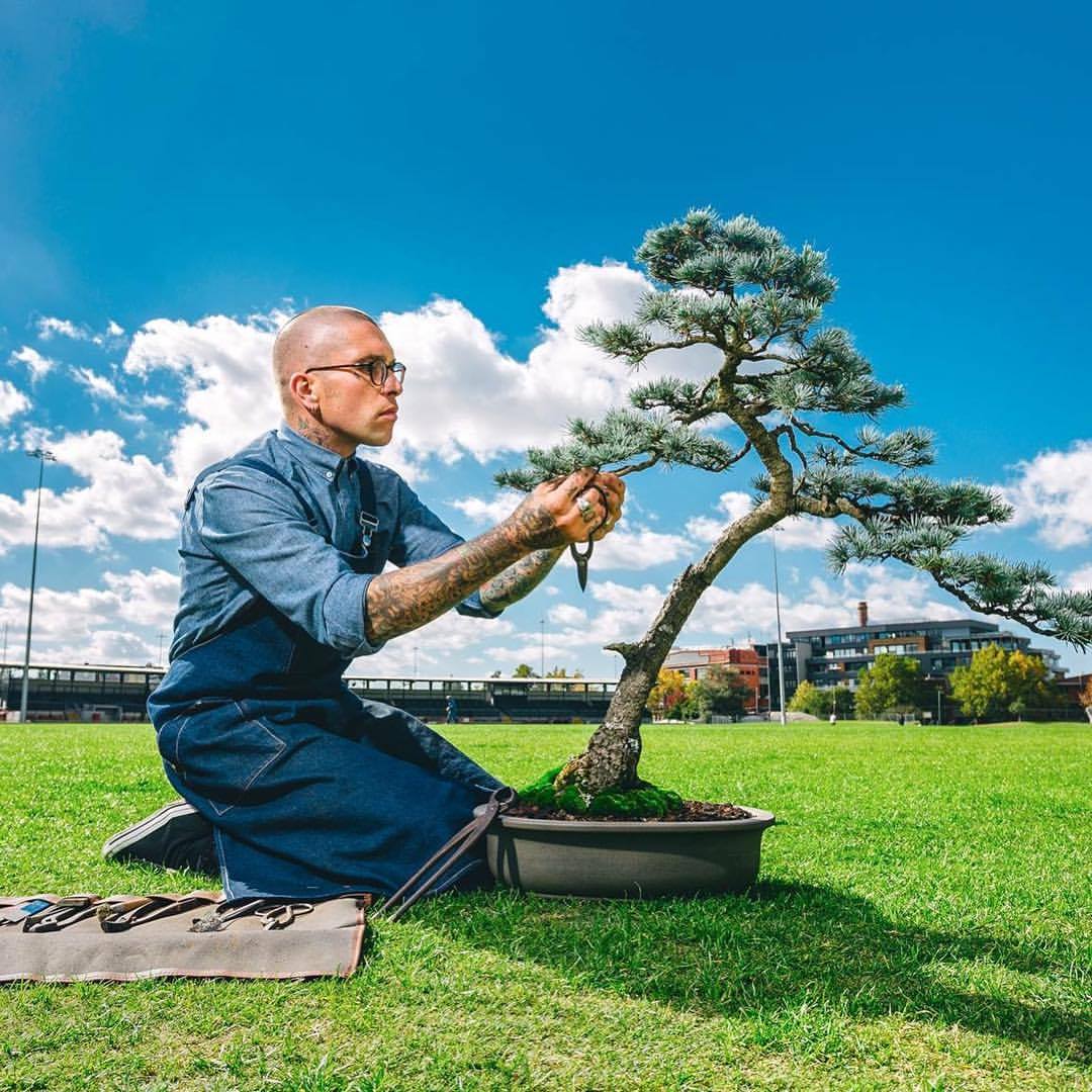 idesign nhom nghe si danh ca doi de trong cay bonsai 7