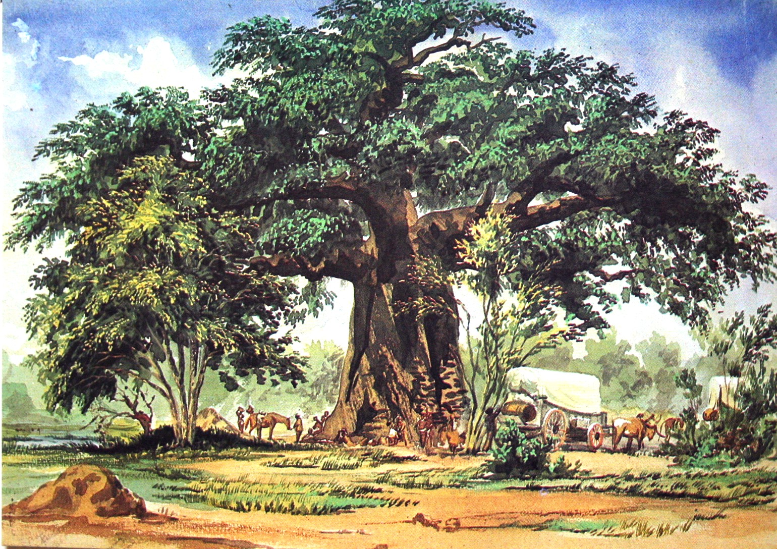 idesign nhung cay baobab dang chet 04
