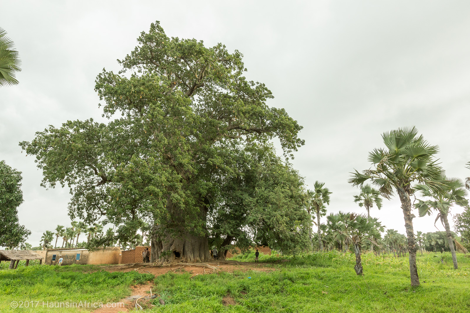 idesign nhung cay baobab dang chet 03