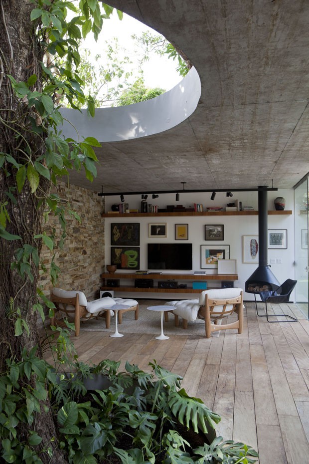 indoor tree ideas