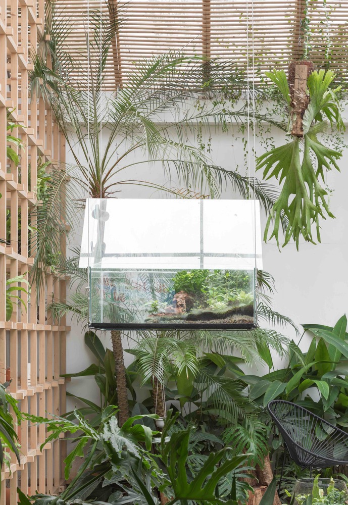tropical forest 6