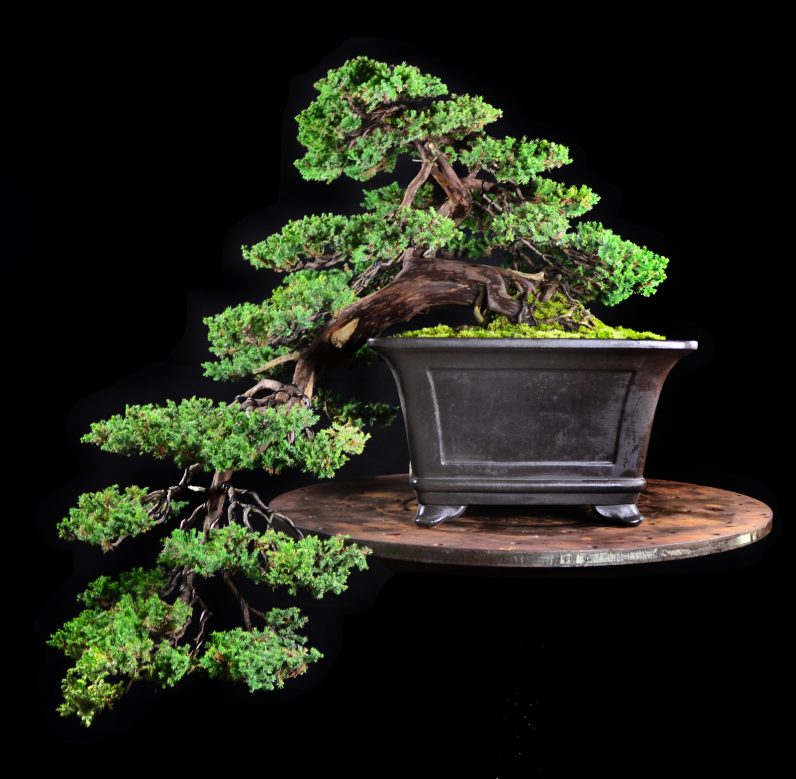 idesign nhom nghe si danh ca doi de trong cay bonsai 2