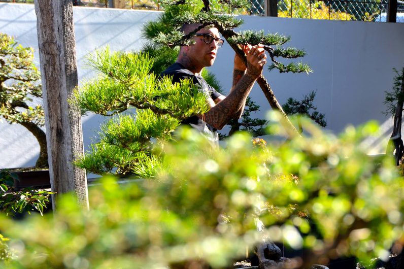 idesign nhom nghe si danh ca doi de trong cay bonsai 3