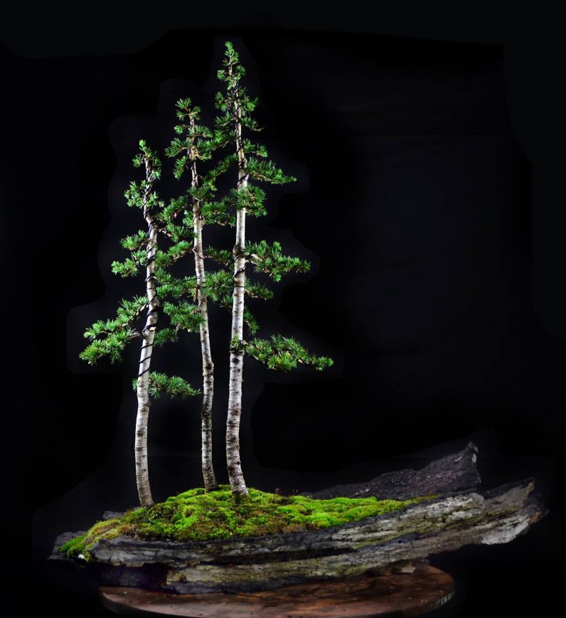 idesign nhom nghe si danh ca doi de trong cay bonsai 4