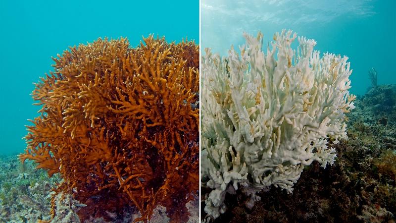 coral bleaching 7
