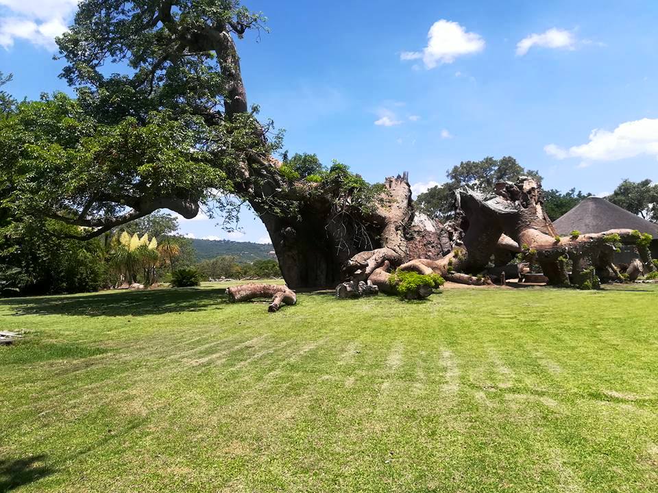idesign nhung cay baobab dang chet 01