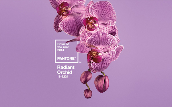 radient-orchid-01