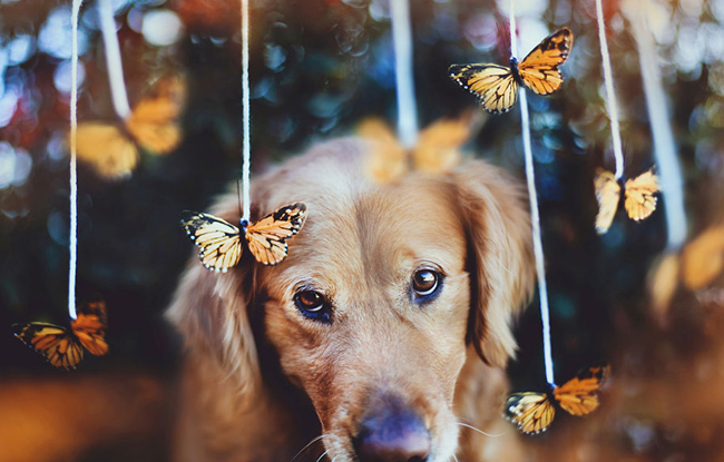 golden-retriever011
