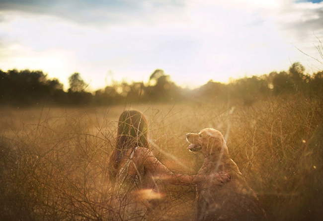golden-retriever03