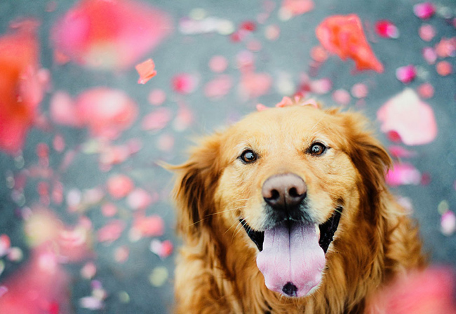 golden-retriever04