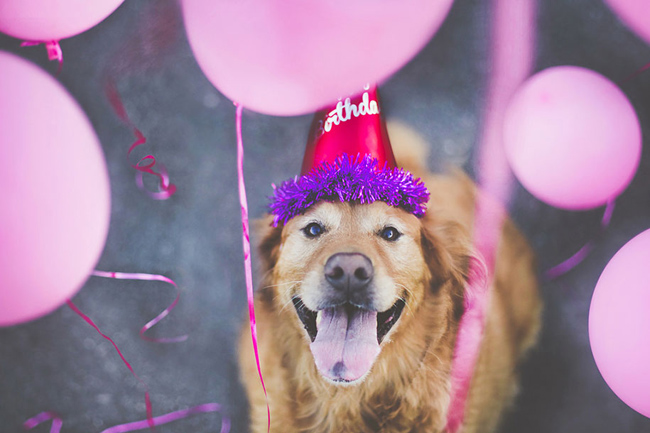 golden-retriever05