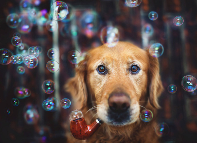 golden-retriever06
