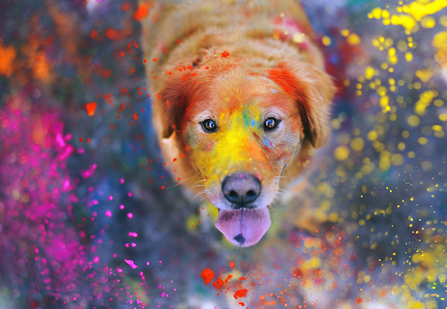 golden-retriever07