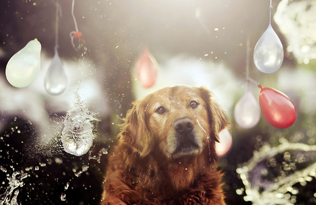 golden-retriever08
