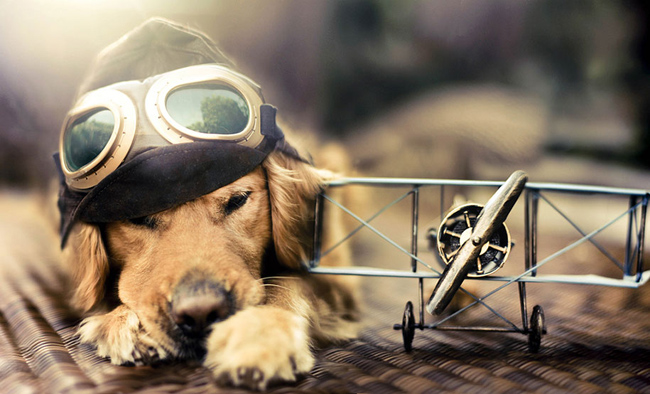 golden-retriever09