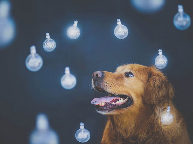 golden-retriever10