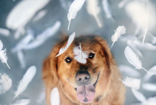 golden-retriever11