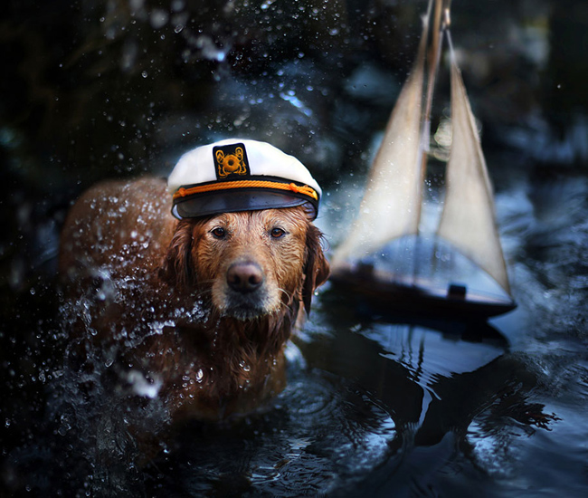 golden-retriever12