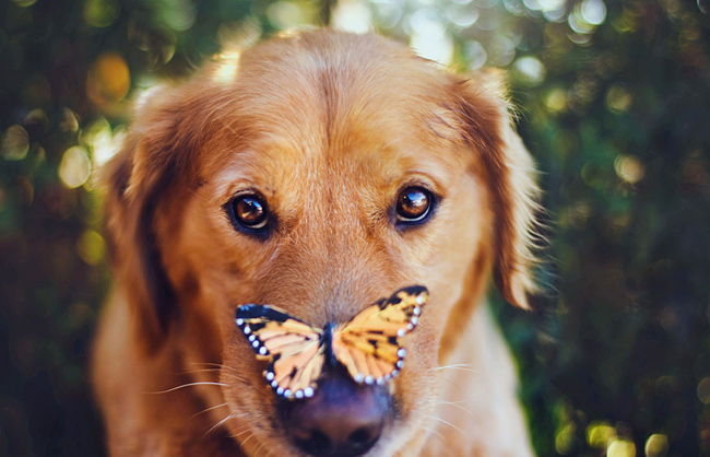 golden-retriever13
