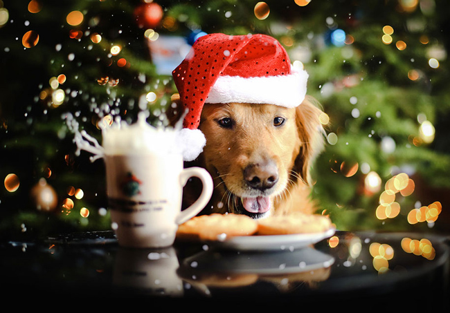 golden-retriever14