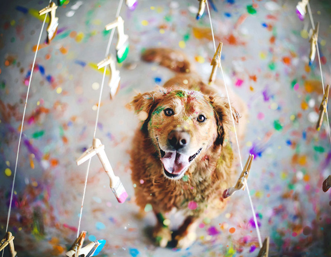 golden-retriever15