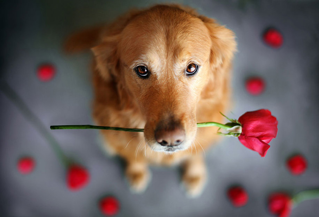 golden-retriever16