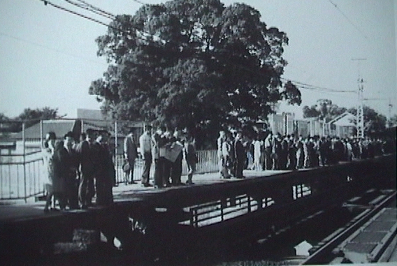 kayashima station tree 1968
