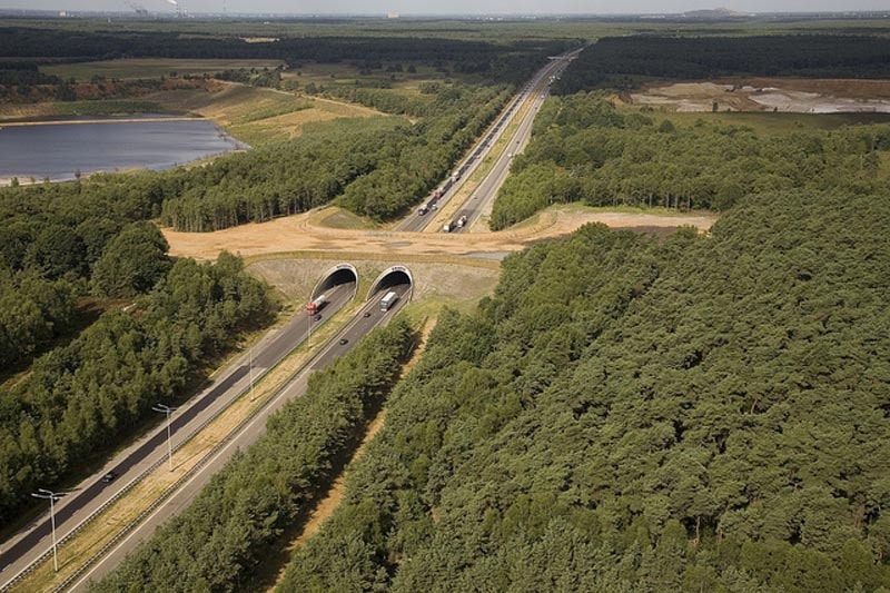 wildlife crossing belgium