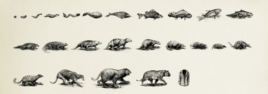 55 poster đầy sáng tạo của WWF (p2)