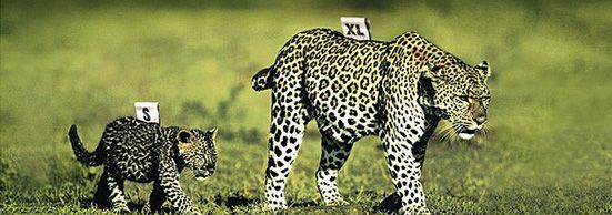 55 poster đầy sáng tạo của WWF (p1)
