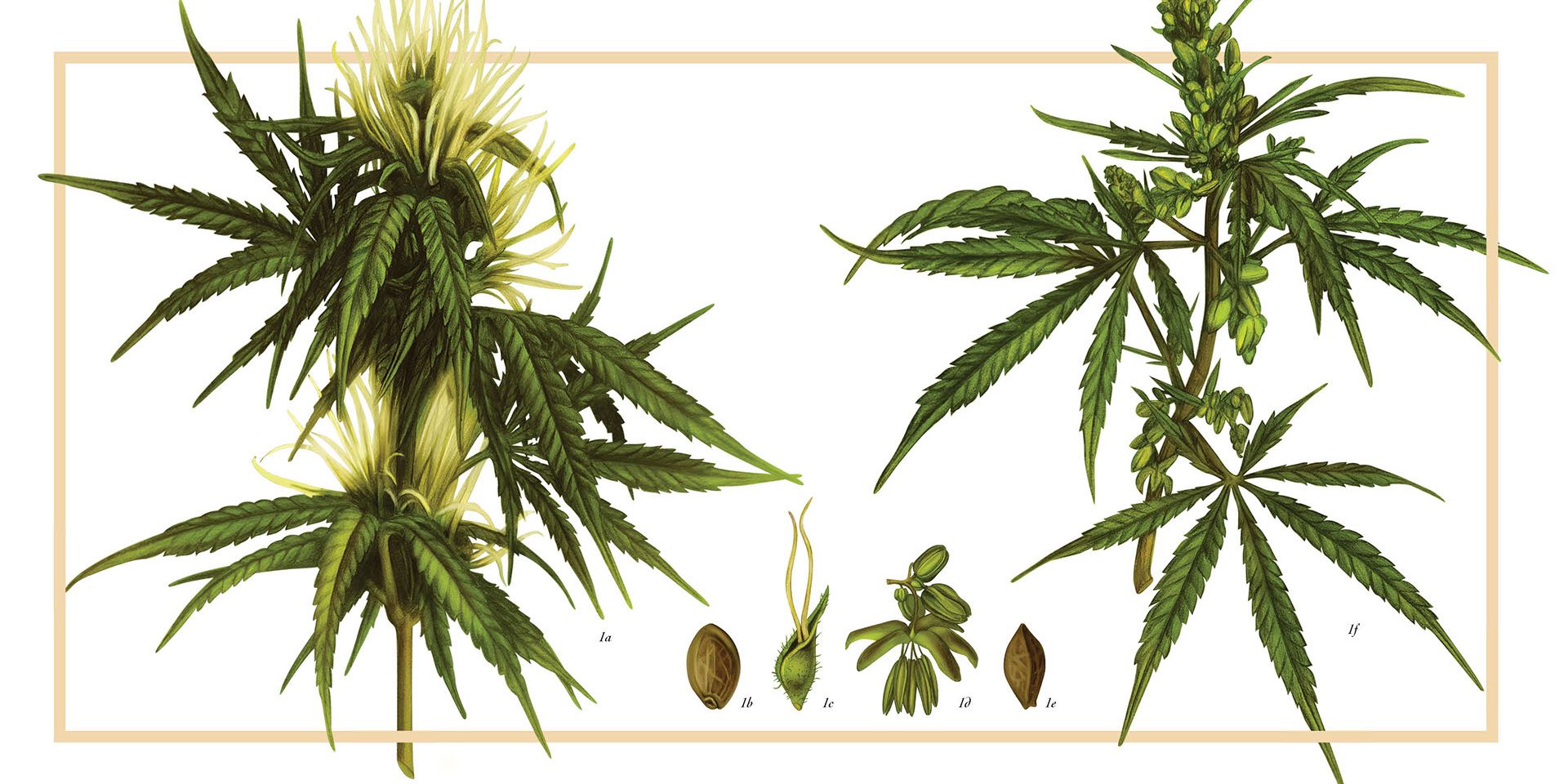 Cannabis - Artwork cổ điển cho người muốn tìm hiểu về cần sa