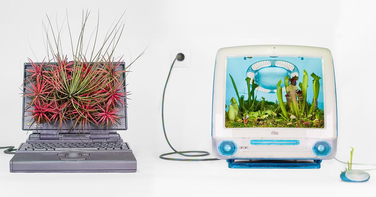 Những tác phẩm chậu cây "đẹp, độc, lạ" trên các dòng máy tính cổ điển của Apple