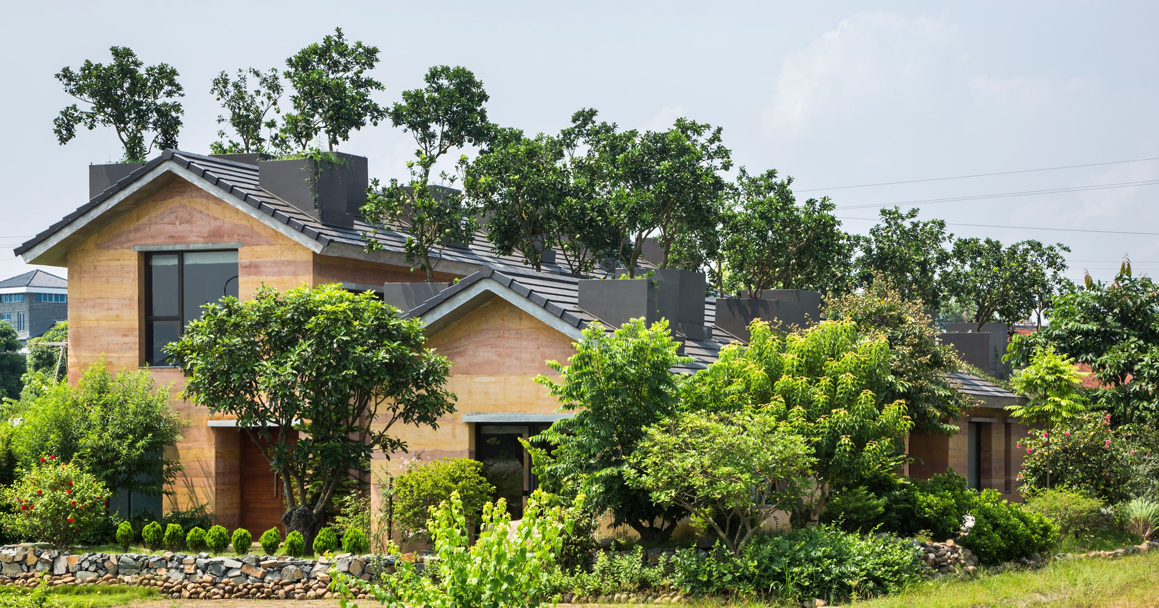 KTS Võ Trọng Nghĩa trồng cây ăn quả trên mái nhà