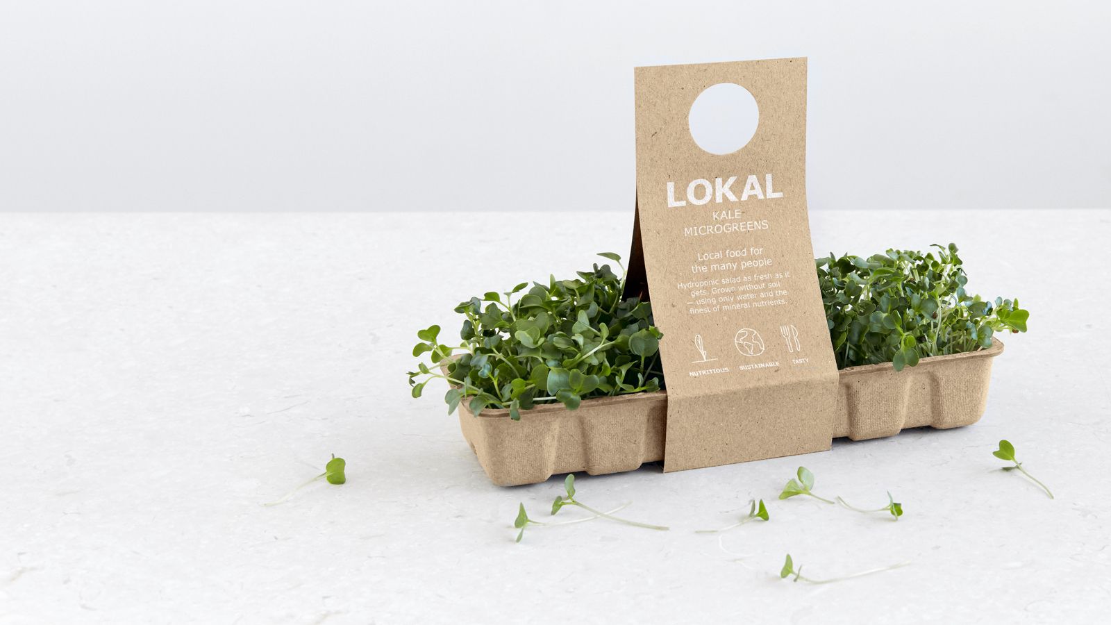 Lokal – trồng rau không cần đất, rút ngắn khoảng cách từ nông trại đến bàn ăn