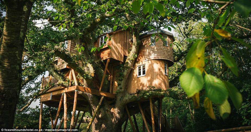 Treetops - Nhà cây lớn nhất nước Anh trên cây sồi 250 tuổi