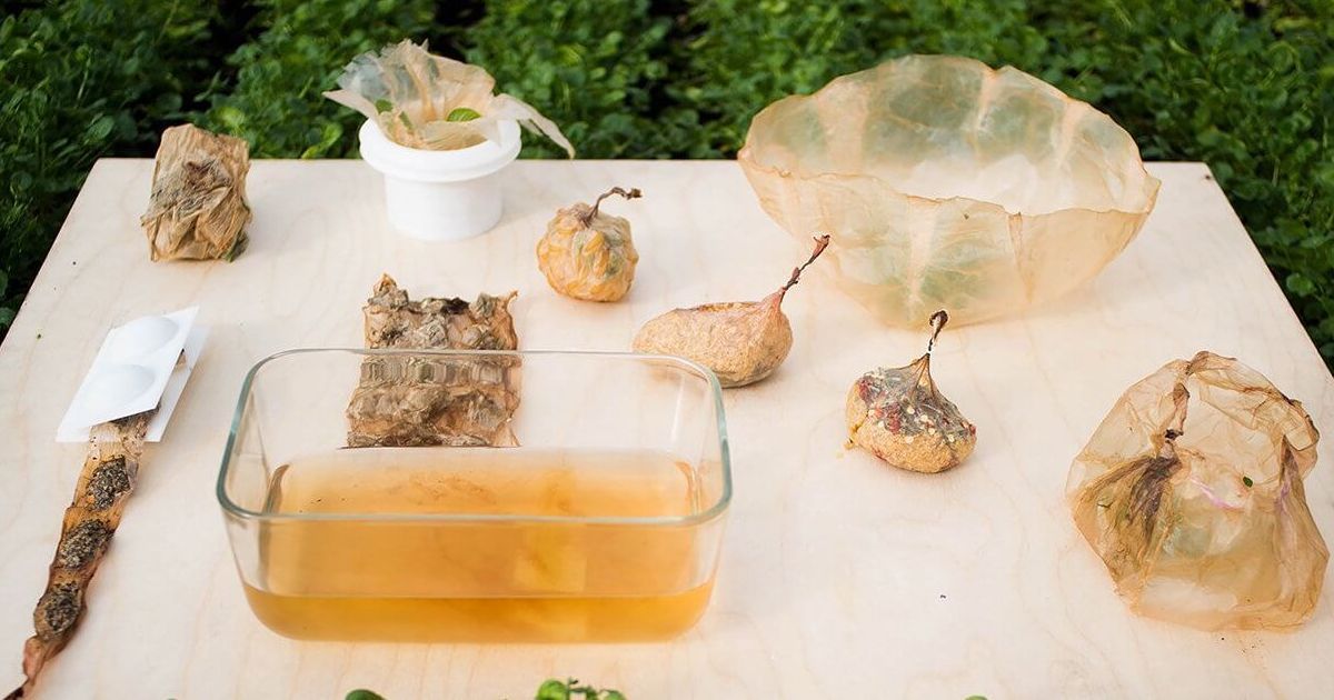 Scoby - Màng bọc thực phẩm sinh học được trồng như rau