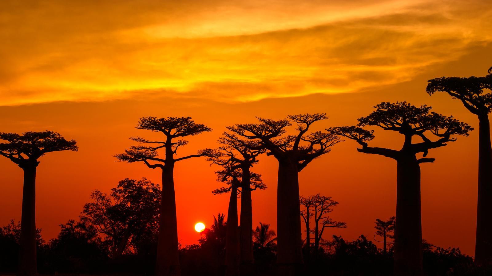 Những cây baobab già nhất đang chết đi trong sự bất lực của con người