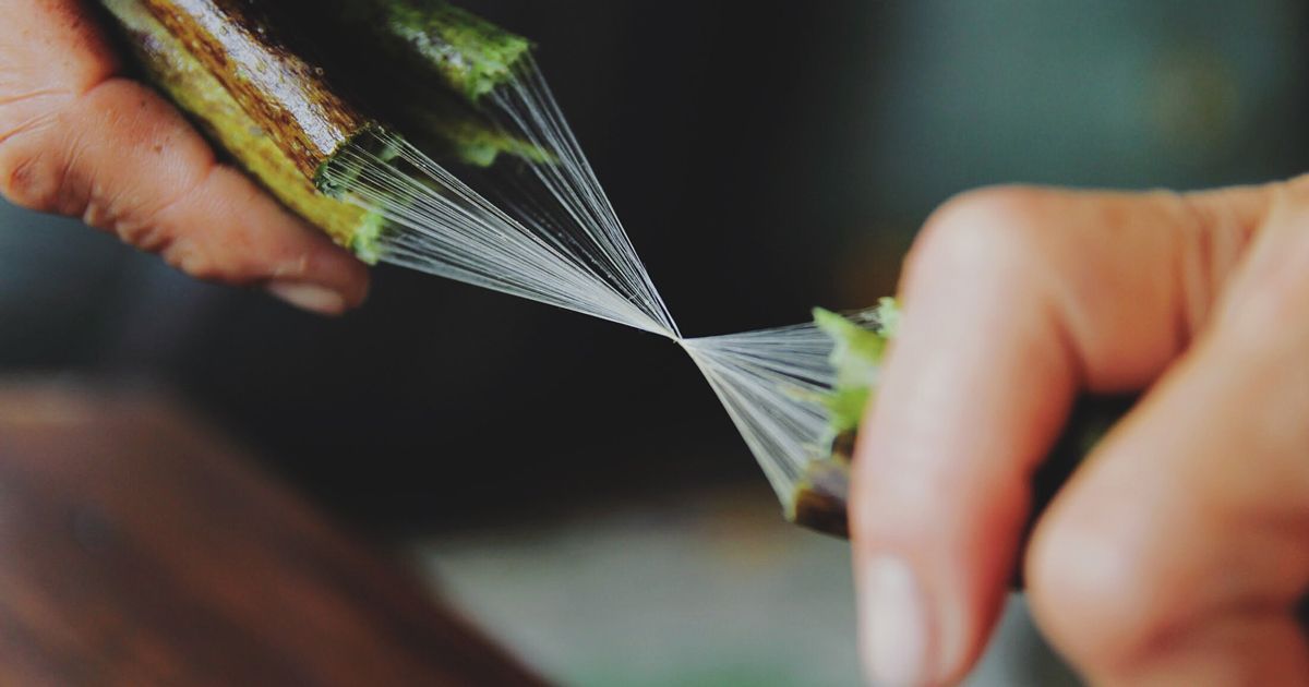 Quy trình kỳ công của kỹ thuật dệt lụa từ tơ sen của nghệ nhân Việt