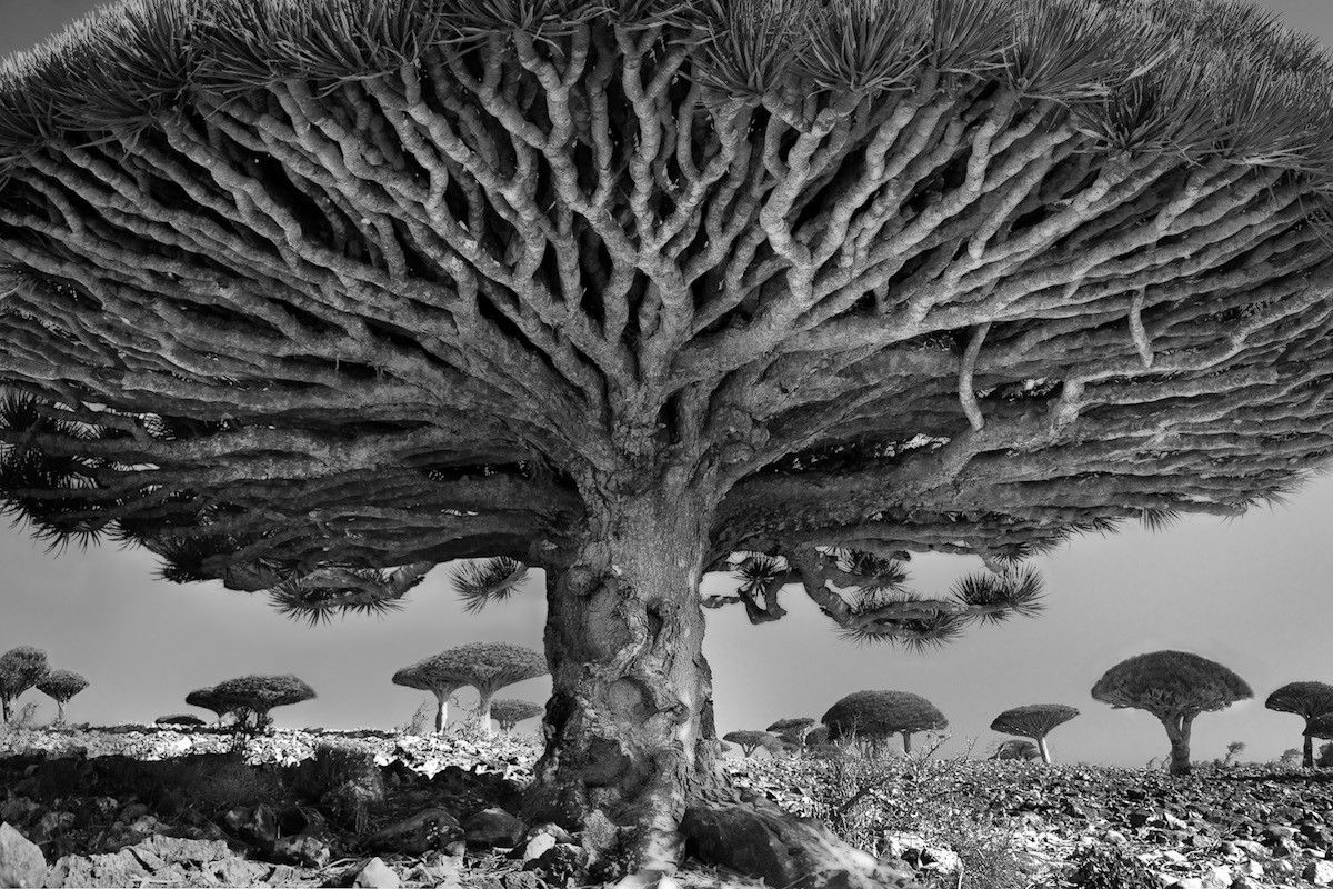 Beth Moon - người phụ nữ mang sứ mệnh ghi chép lại những cây đại thụ