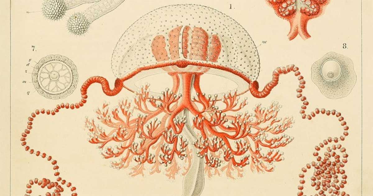 Biến cố đau thương của Ernst Haeckel và niềm cảm hứng với loài sứa vĩ đại