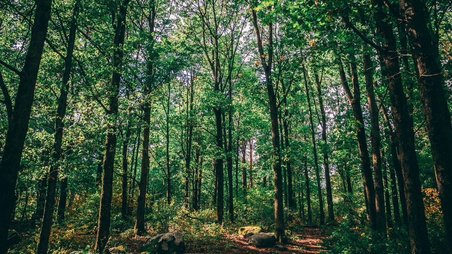'Sounds of the Forest': Thư viện âm thanh từ những cánh rừng hoang dã trên toàn thế giới