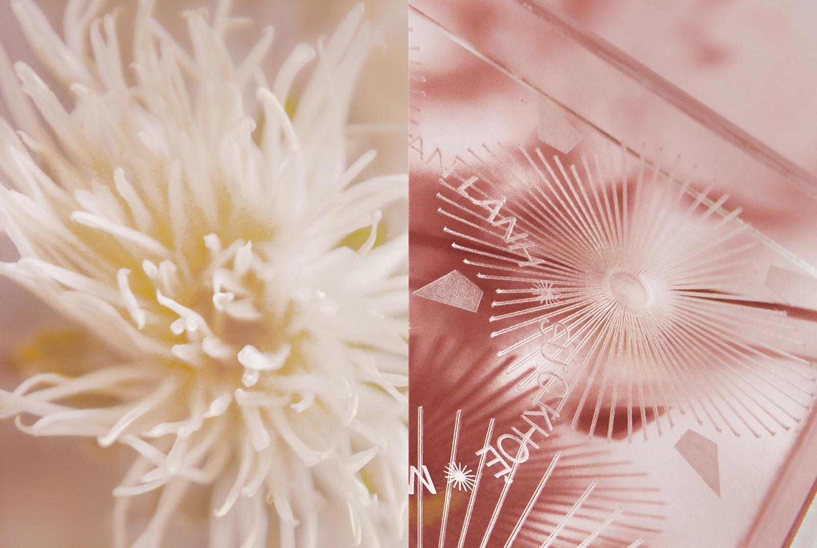 iDesign Hé lộ hình ảnh ‘ETERNAL BLOOM’ Quà tặng ý nghĩa dành cho