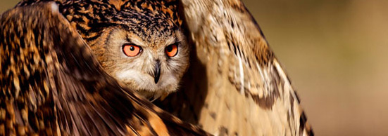 45 bức ảnh đẹp từ cuộc thi của National Geographic (p2)