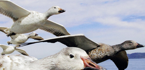 8 TVC thu hút người xem