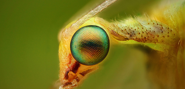 Những tấm ảnh macro quá tuyệt