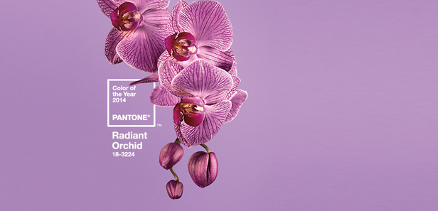 Màu năm 2014: Màu tím Orchid - Pantone 18-3224
