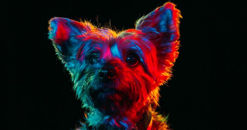 Loạt ảnh chân dung đầy màu sắc của những chú chó lang thang được nhận nuôi