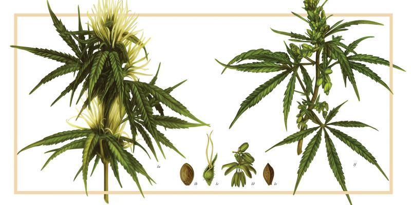 Cannabis - Artwork cổ điển cho người muốn tìm hiểu về cần sa